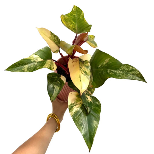 Philodendron Strawberry Shake
