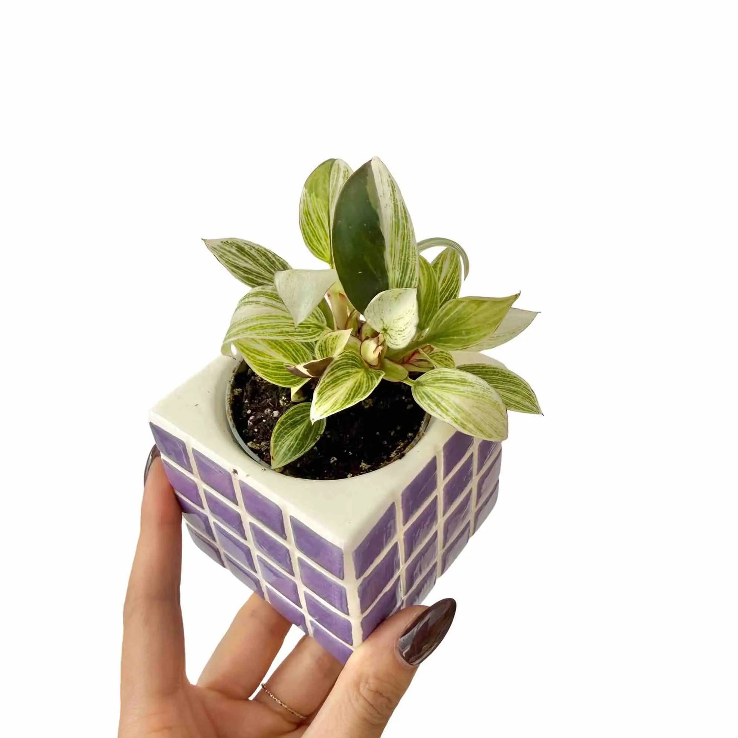 Un jeune Philodendron 'White Veins' Birkin aux feuilles vertes et blanches dans un petit pot carré mauve et blanc