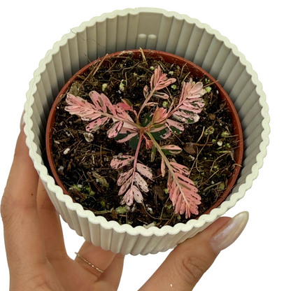 Phyllanthus Urinaria Variegata