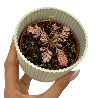Phyllanthus Urinaria Variegata