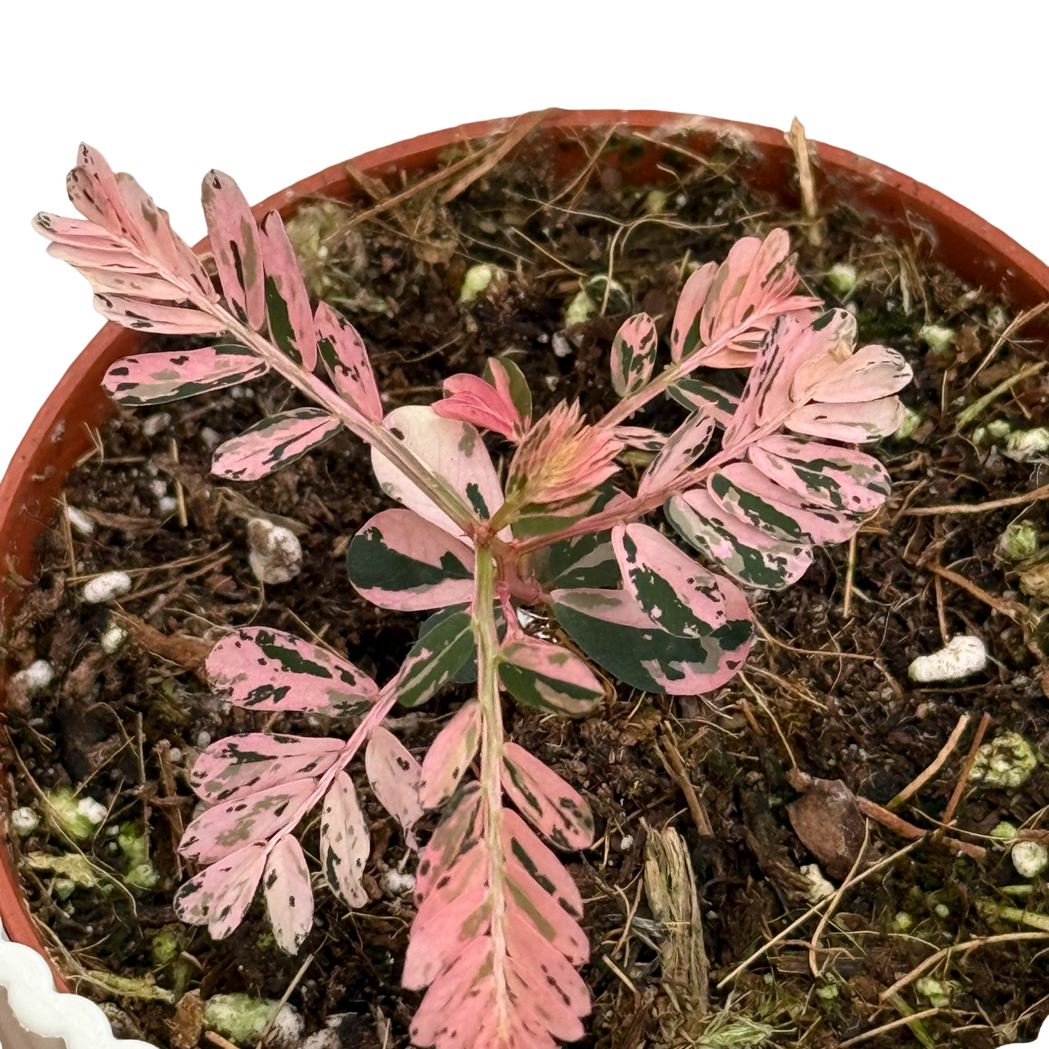 Phyllanthus Urinaria Variegata dans un pot marron, avec un feuillage panaché de rose pâle et de vert