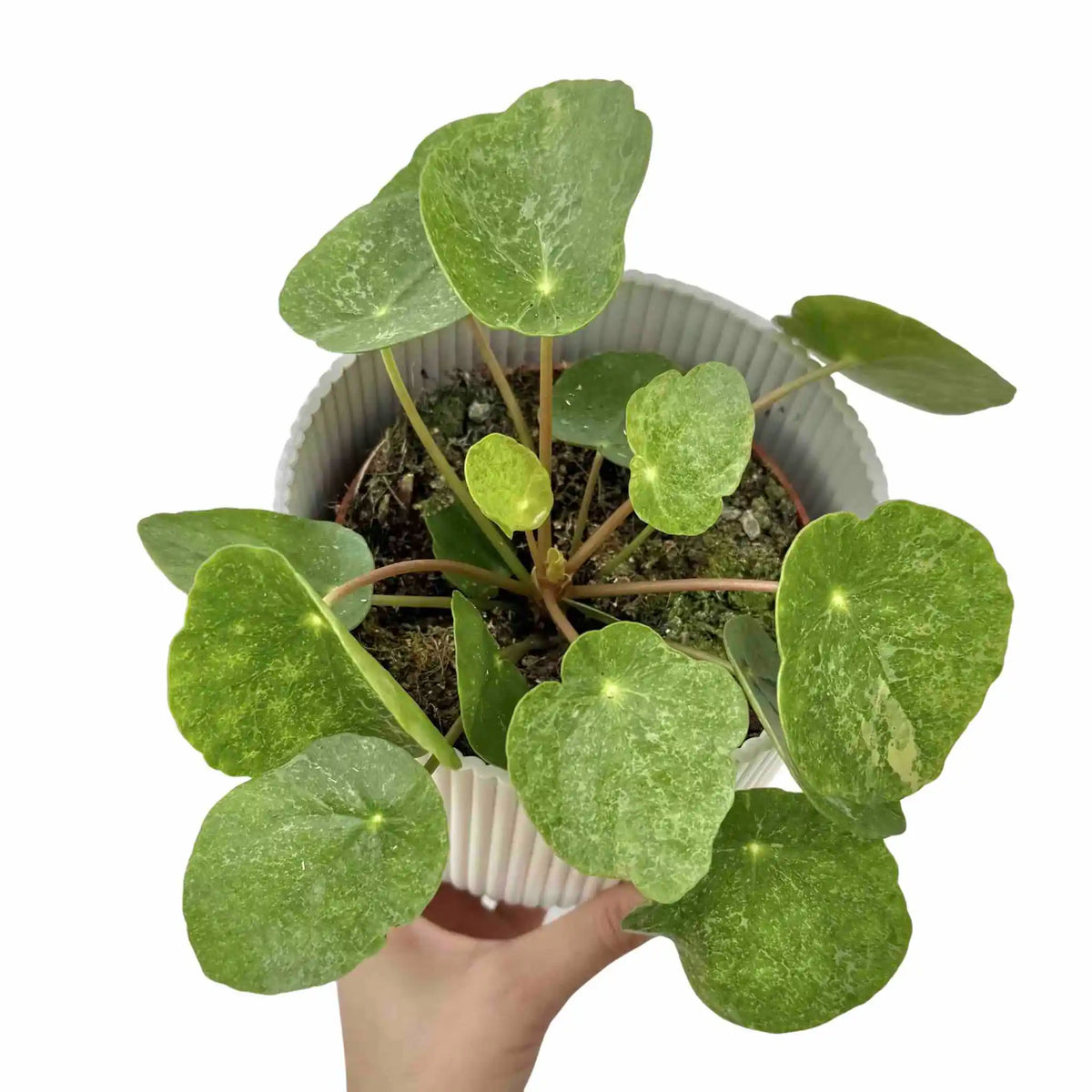 Plante d'intérieur Pilea Sugar aux feuilles rondes et mouchetées dans son pot blanc strié vu du dessus