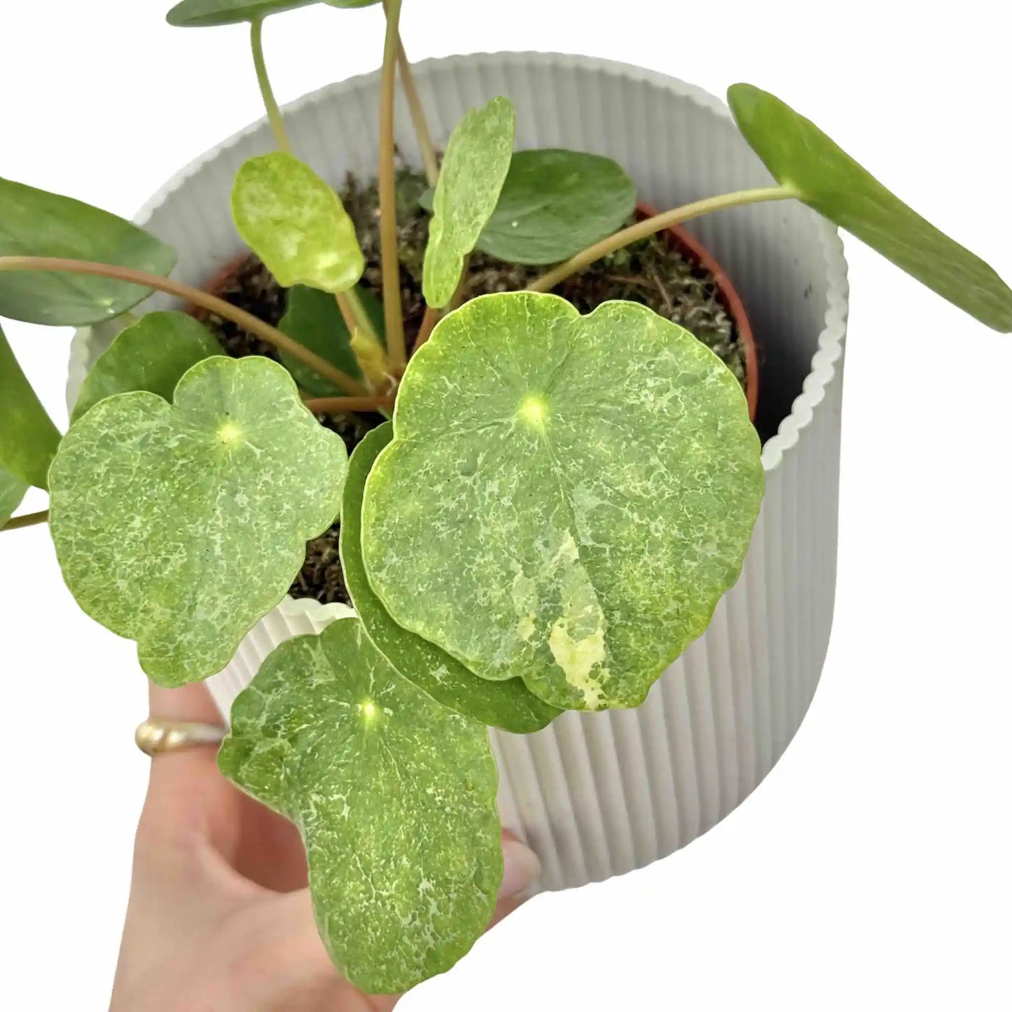 Pilea Sugar