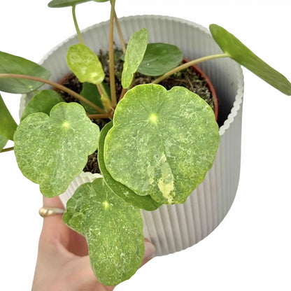 Pilea Sugar