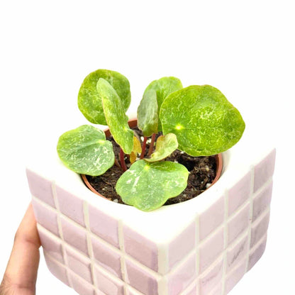 Pilea Sugar