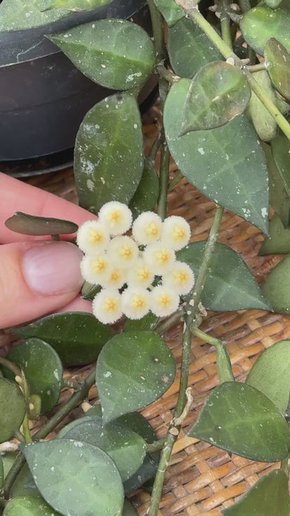 Hoya Krohniana