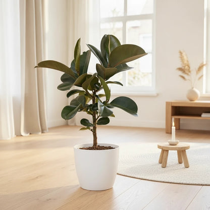 Plante d'intérieur Ficus Elastica Cloe Caoutchouc, 65cm en pot 19cm.