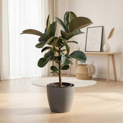 Plante d'intérieur Caoutchouc Ficus Elastica Cloe 65cm, pot 19cm.