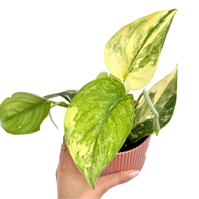 Scindapsus Jade Satin Variegata Aurea