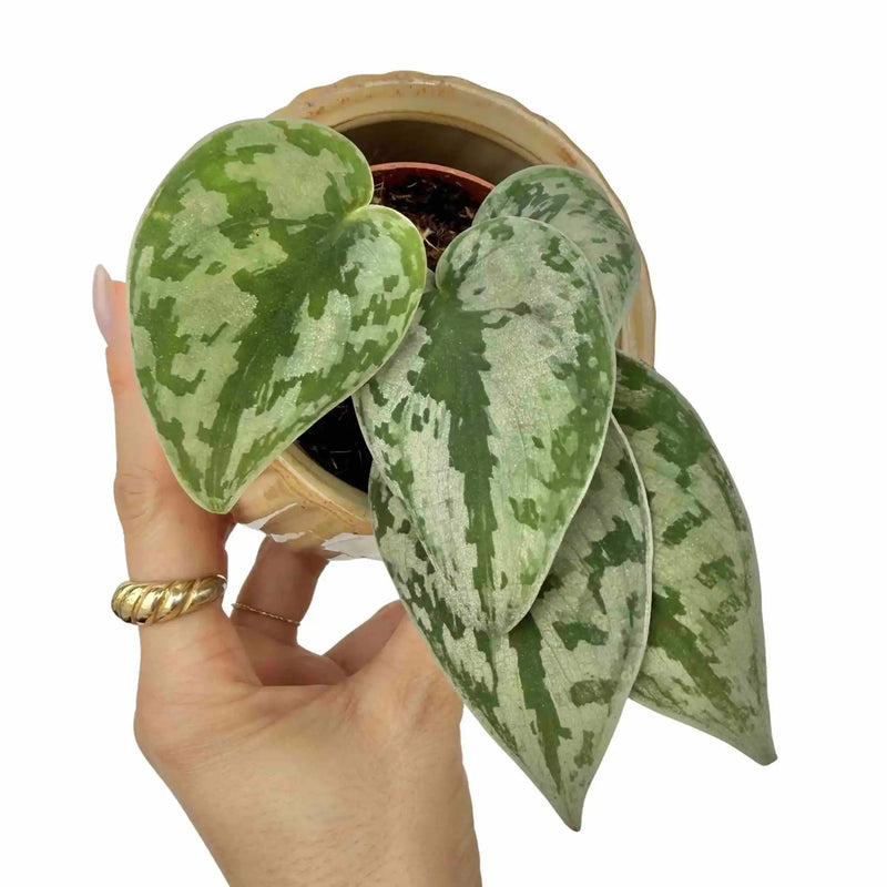 Scindapsus Pictus Sparkling Borneo