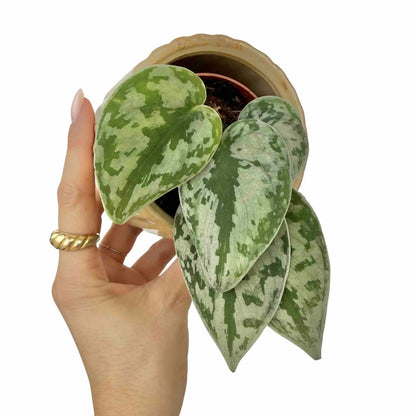 Scindapsus Pictus Sparkling Borneo - plantandstories