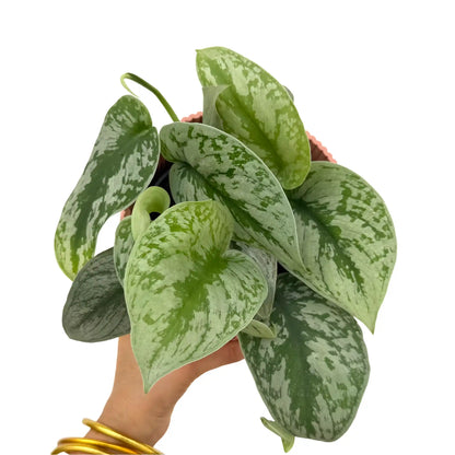 Scindapsus Pictus Trebie