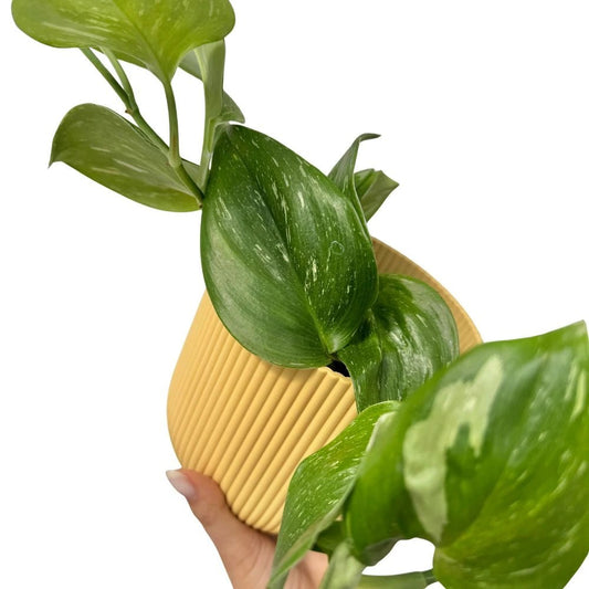 Un Scindapsus Rubicon aux feuilles vertes marbrées de blanc, planté dans un pot jaune à côtes diagonales