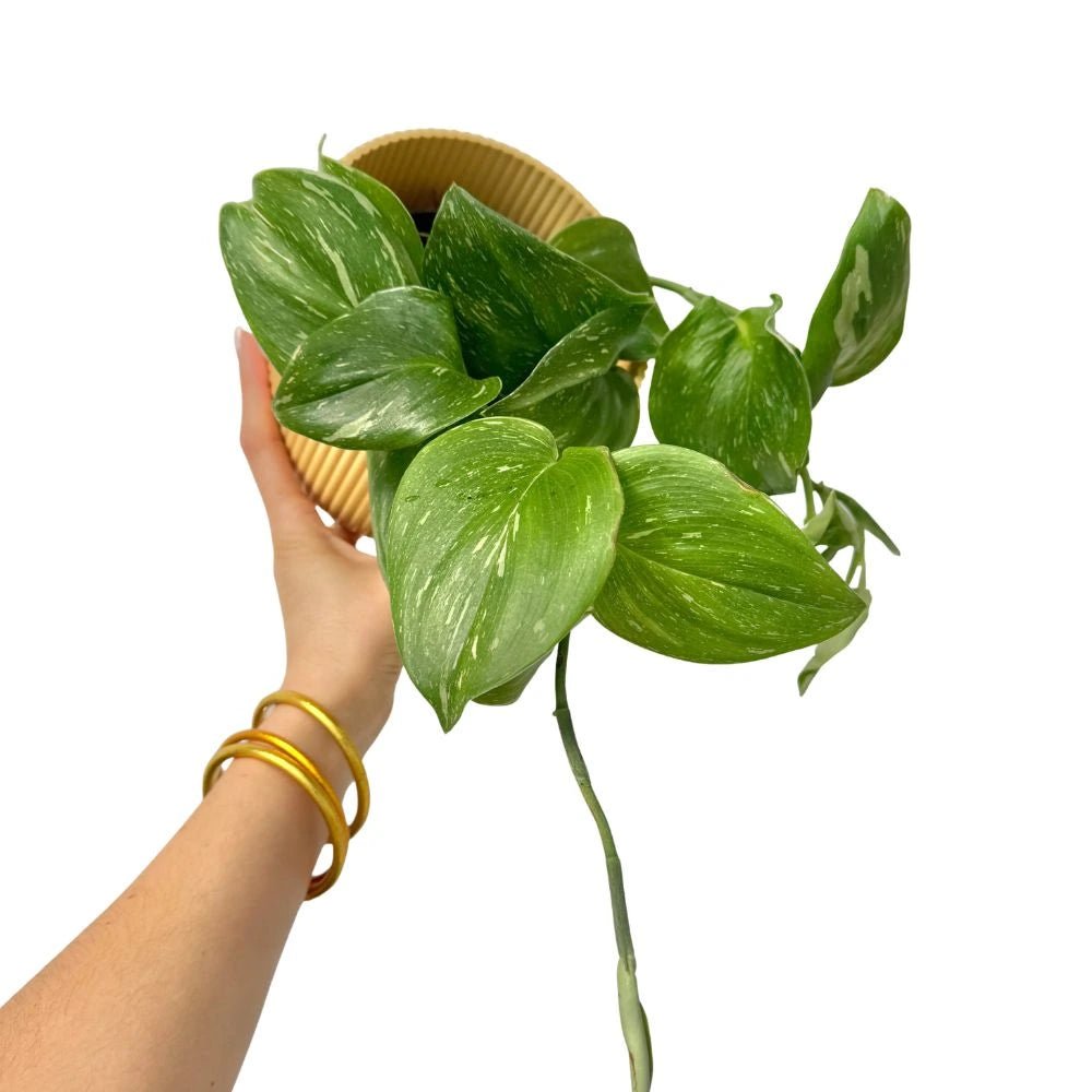 Scindapsus Rubicon avec de grandes feuilles vertes tachetées de blanc, dans un pot en osier clair