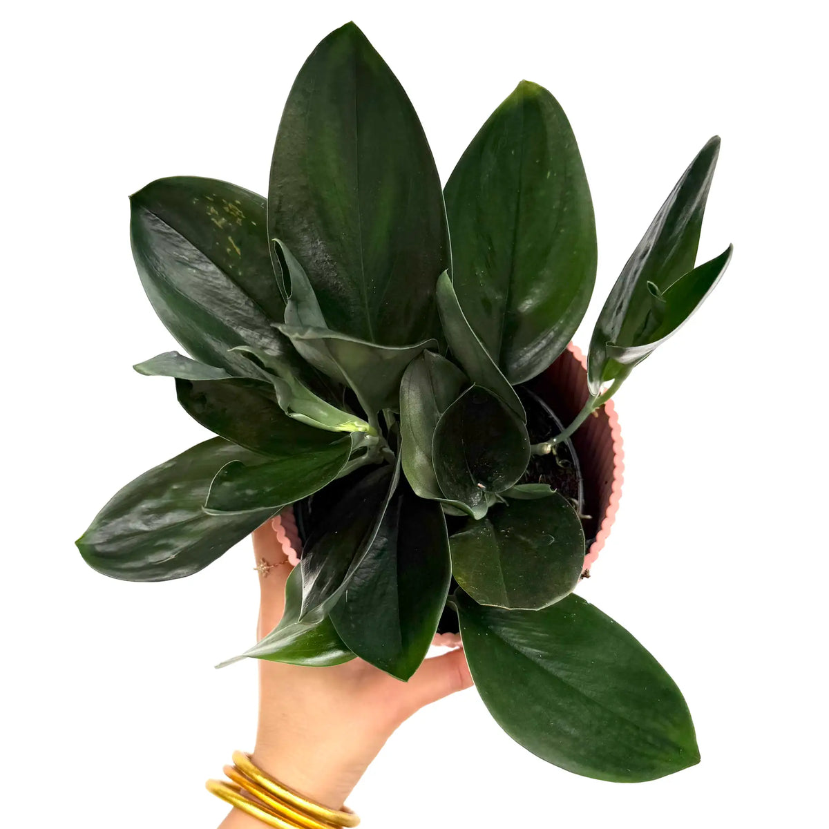 Scindapsus Treubii Dark Form aux feuilles vert foncé lustrées dans un pot rose clair à motifs