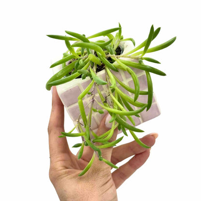 Senecio herreianus 'Purple Flush' avec ses longues feuilles vertes retombantes dans un pot en céramique rose
