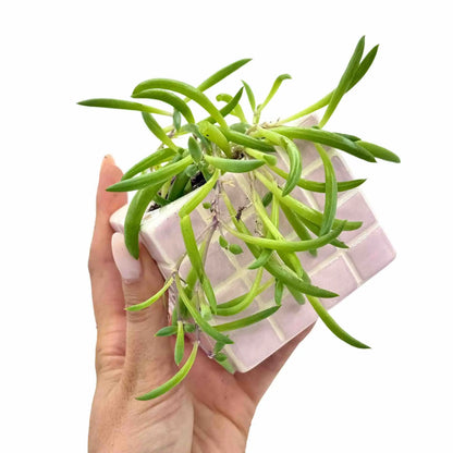 Senecio herreianus Purple Flush aux feuilles vertes et allongées dans un pot carrele rose pale