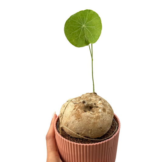 Une Stephania Erecta avec un caudex rond et une feuille verte sur un pot en ceramique rose cannele