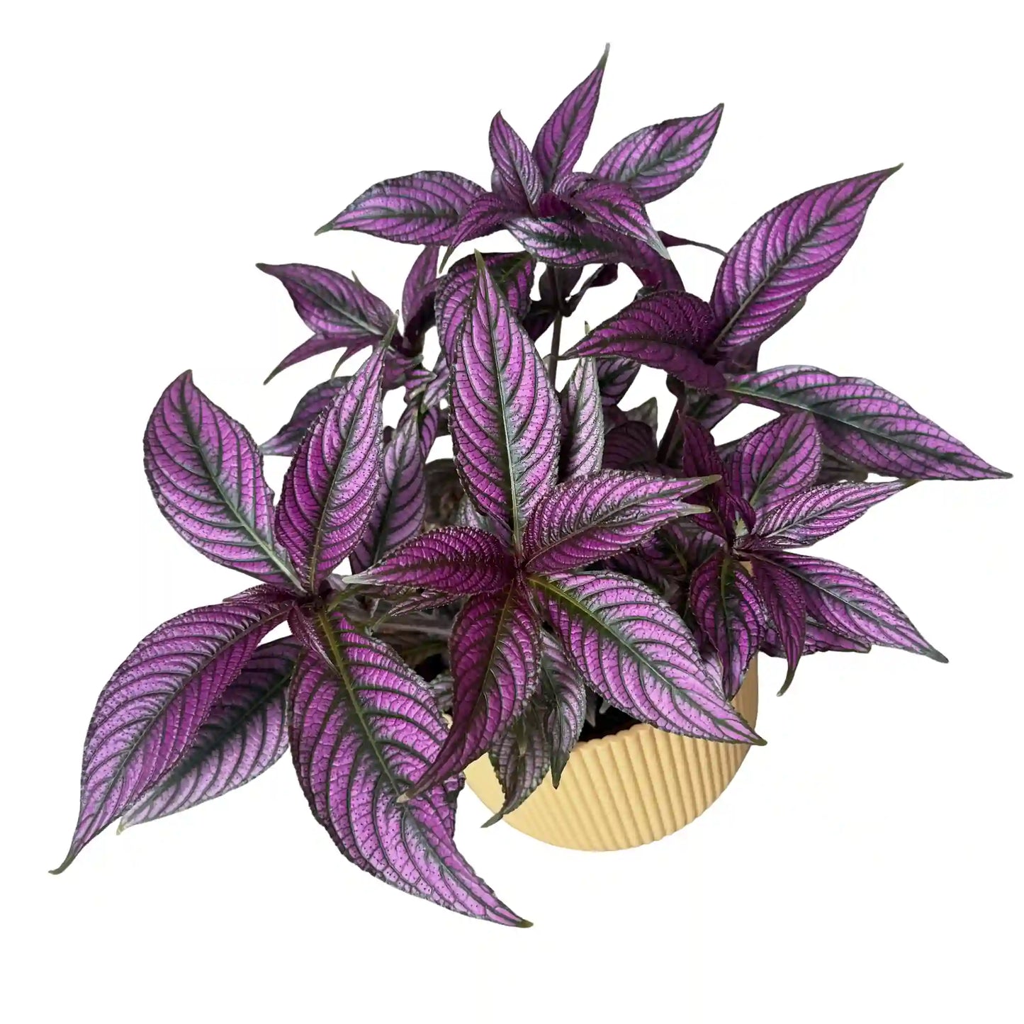 Strobilanthes - plantandstories
