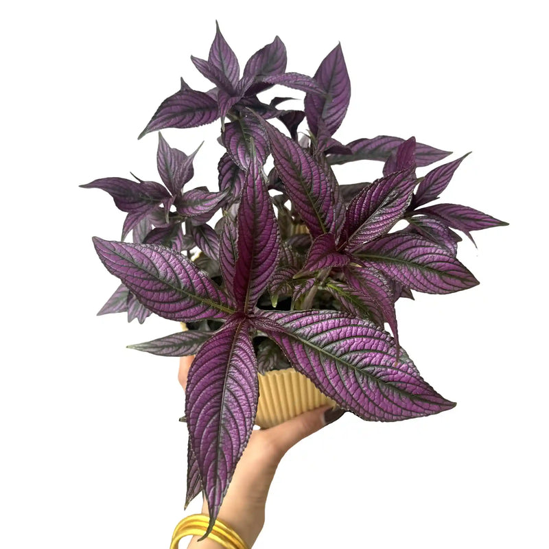 Strobilanthes
