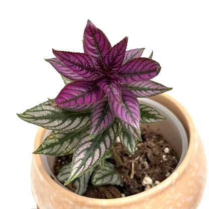 Magnifique Strobilanthes aux feuilles violettes et vertes panachées dans un pot rond en céramique claire