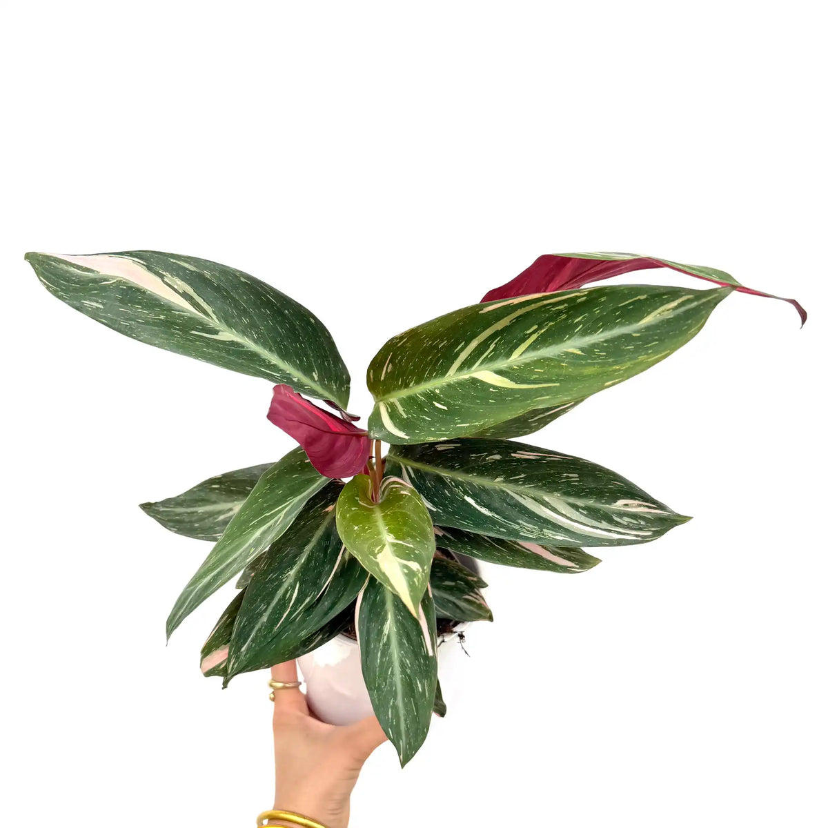 Le Stromanthe Triostar offre un feuillage panaché de vert, blanc et rose vif, planté dans un pot blanc brillant