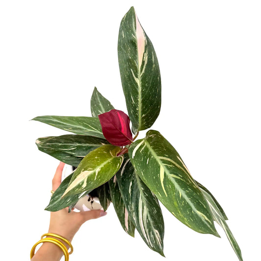 Stromanthe Triostar avec de larges feuilles vertes, blanches et roses dans un pot blanc brillant