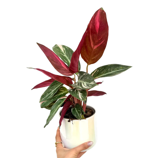 Stromanthe Triostar avec de grandes feuilles vert foncé, crème et rose magenta dans un pot blanc brillant