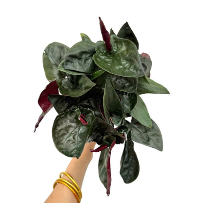 Syngonium red arrow