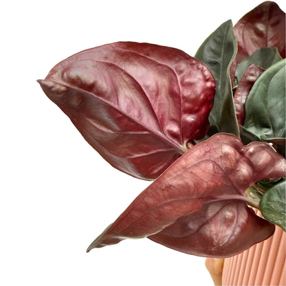 Syngonium red arrow