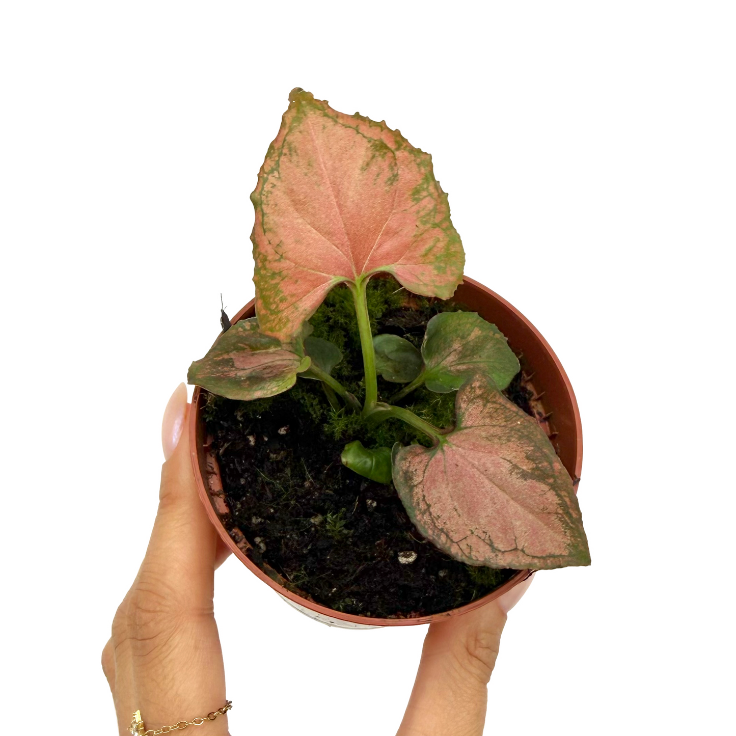 Syngonium 'Orm Nak'