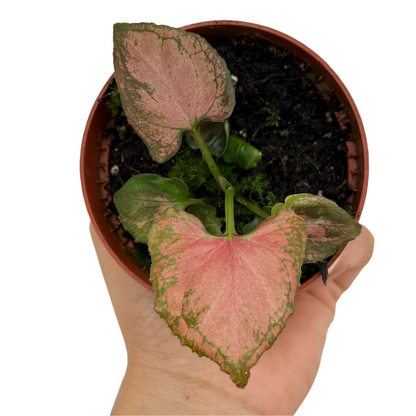 Syngonium 'Orm Nak'