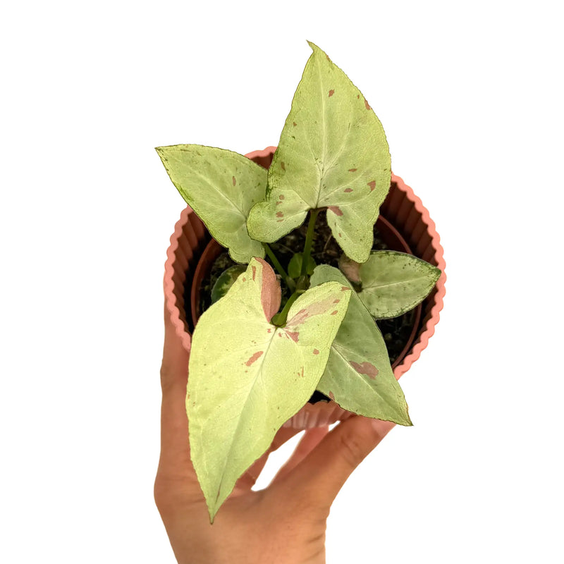 Syngonium 'Strawberry Milk'