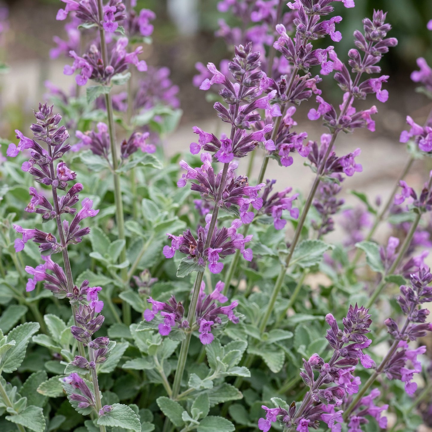 Nepeta rac. Grog, une herbe à chats aux fleurs violettes et au feuillage gris-vert, attire abeilles et papillons.