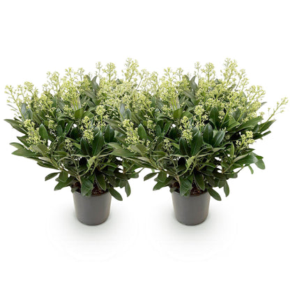 Skimmia 'Finchy' - lot de 2 plants en pot de 19 cm