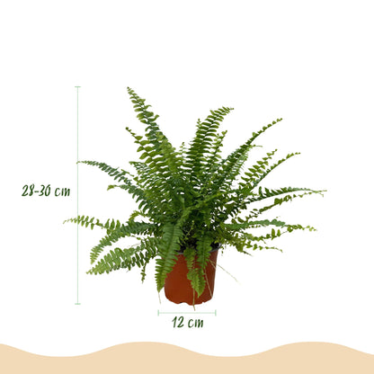 Plante d'intérieur - Nephrolepsis exaltata Green Lady - Fougère - Plante amicale pour les animaux - Verte - 1 Plante - avec Panier - Pot 12cm - Hauteur 25cm