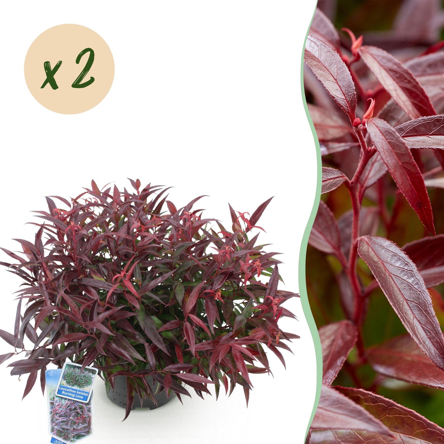 Leucothoe Burning Love en pot sur fond blanc, avec une pastille indiquant "x2", et un gros plan du feuillage rouge vibrant.