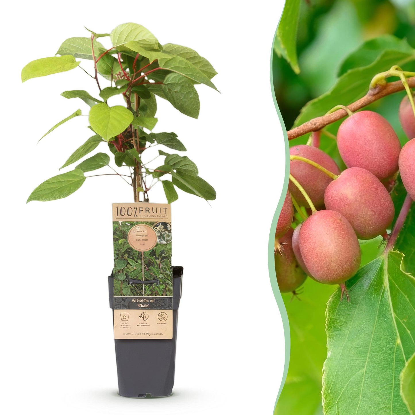 Actinidia arguta Weiki : jeune plant de kiwi mâle en pot et, à droite, gros plan sur ses fruits rouges à pourpres.