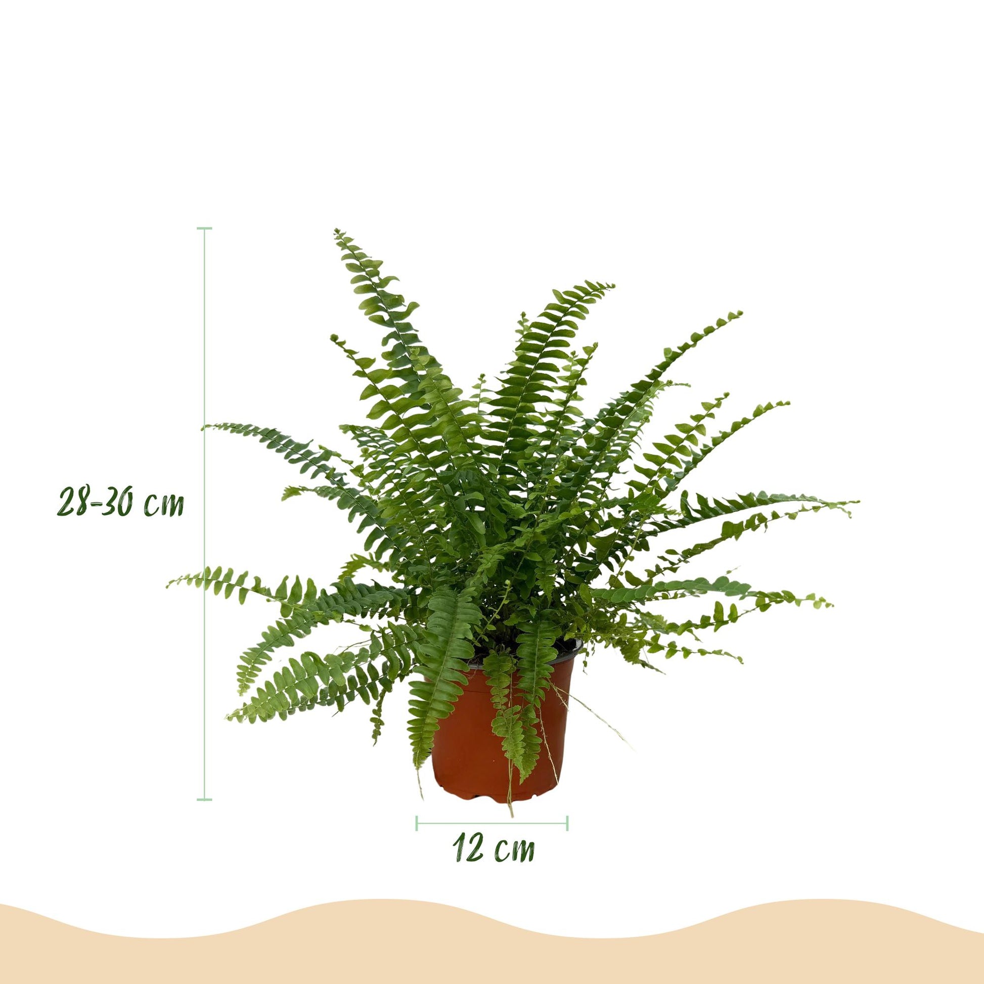 Un Nephrolepsis exaltata Green Lady, ou Fougère, au feuillage dense et arqué, dans un pot de culture de 12cm