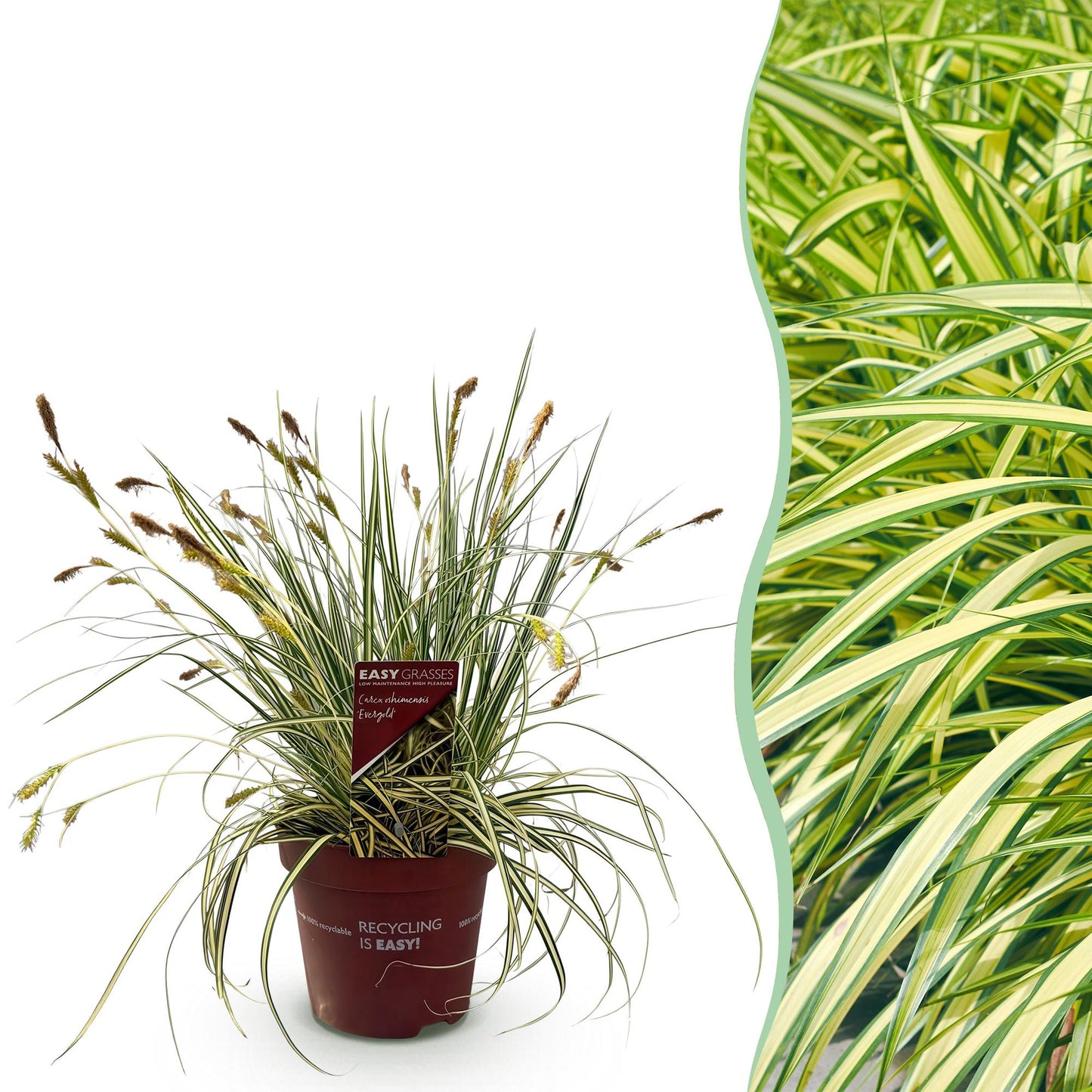 Carex oshimensis Evergold en pot avec un feuillage vert et jaune, à côté d'une photo d'une haie dense et luxuriante.