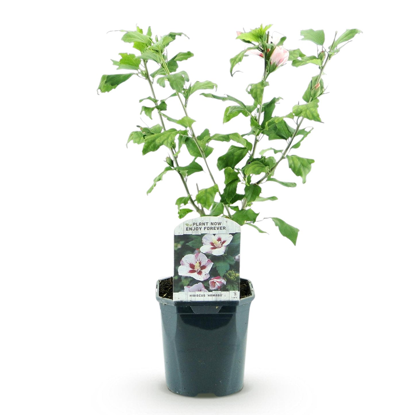 Hibiscus syriacus Hamabo avec fleurs rose clair, un seul plant en pot de 17cm sur fond blanc uni.