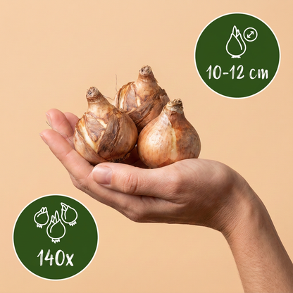 Bulbes de Narcisse jaune tenus dans une main, calibre 10/12, lot de 140 bulbes