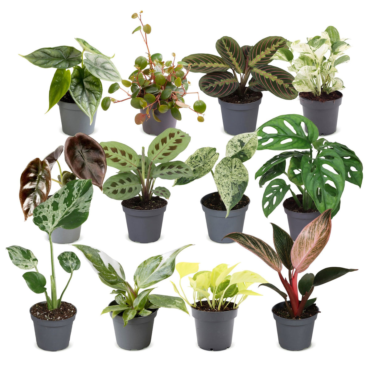 Box surprise plantes en pot de 6 cm, 12 plantes, sans cache-pot