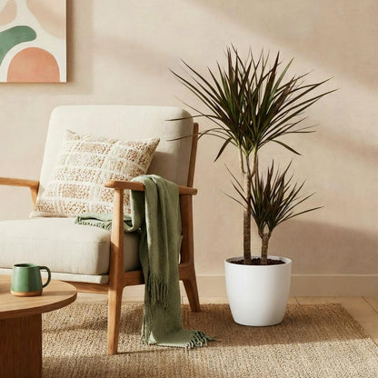 Plantes d'intérieur - Dracaena Magenta - Arbre à sang de dragon - Peu d'entretien - avec Potter Blanc - Rouge - 1 Plante - avec Potter Blanc - Pot 21cm - Hauteur 90-100cm