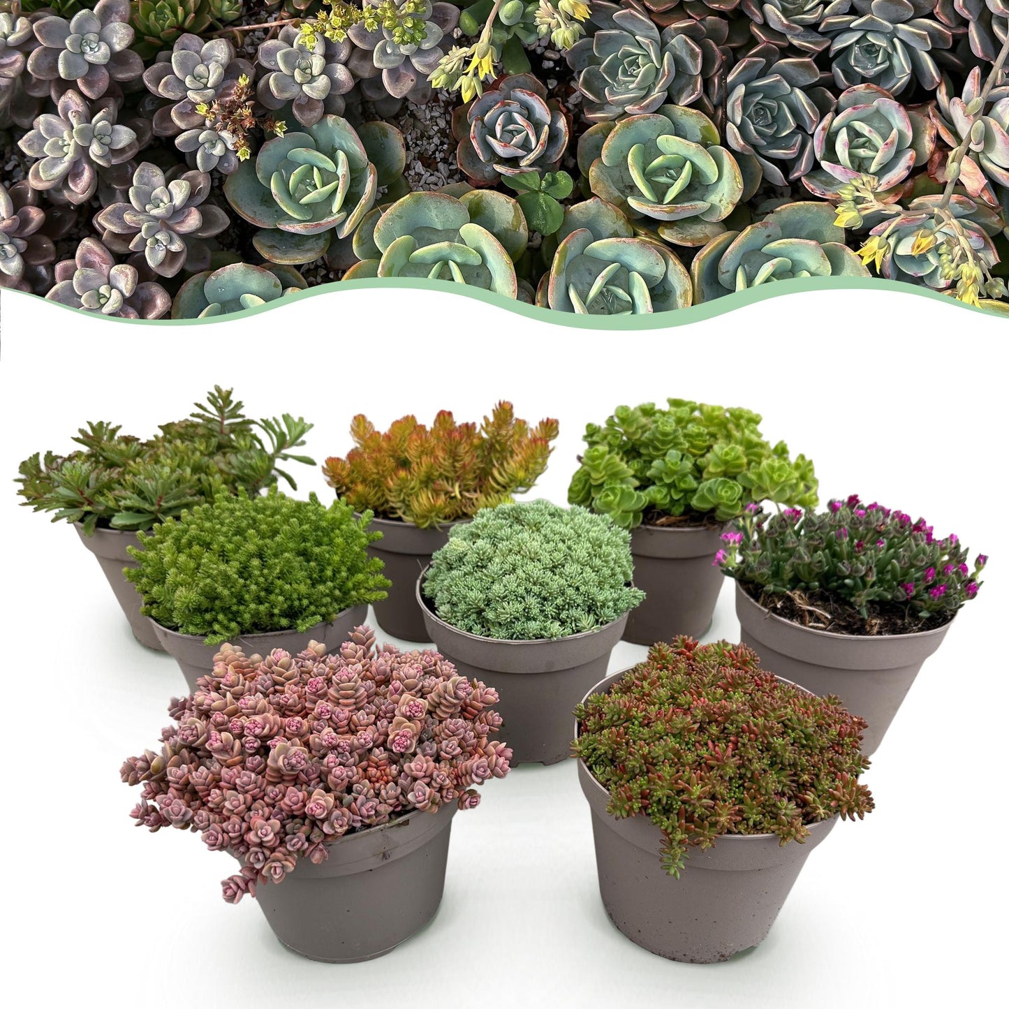 Mélange de plantes vivaces de rocaille couvre-sol, lot de 8 plants de couleurs variées, présentés en pots sur fond blanc.
