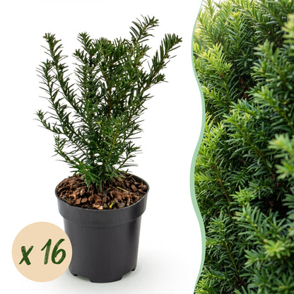 Taxus baccata : jeune plant d'if toxique en pot avec pastille 'x 16' sur fond blanc, juxtaposé à un gros plan de son feuillage vert.