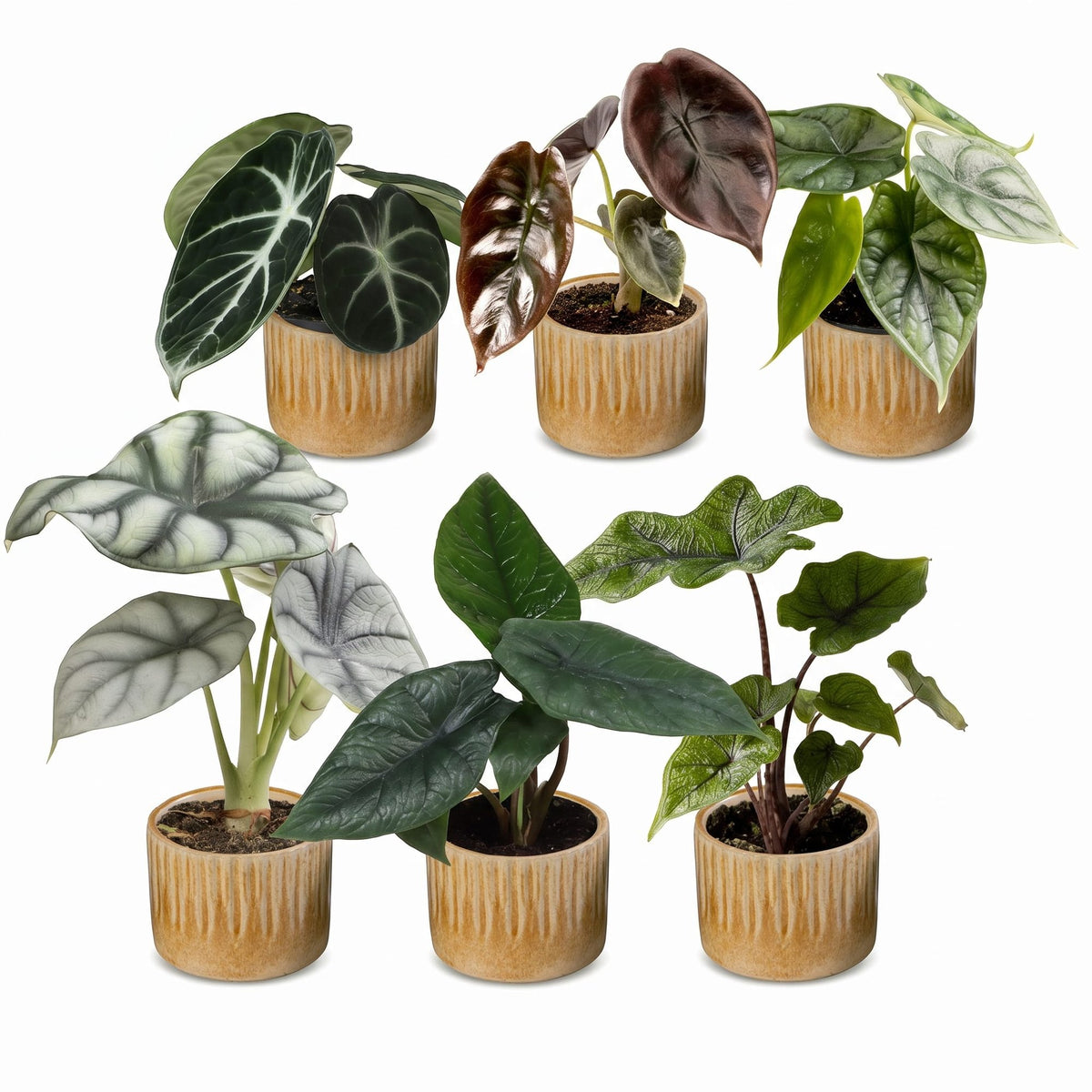 Bébés Alocasia de collection en pot de 6 cm, cache-pot miel