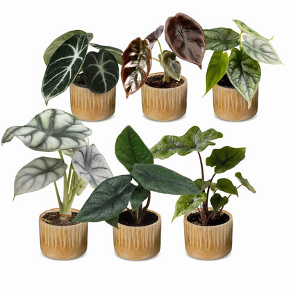 Bébés Alocasia de collection en pot de 6 cm, cache-pot miel