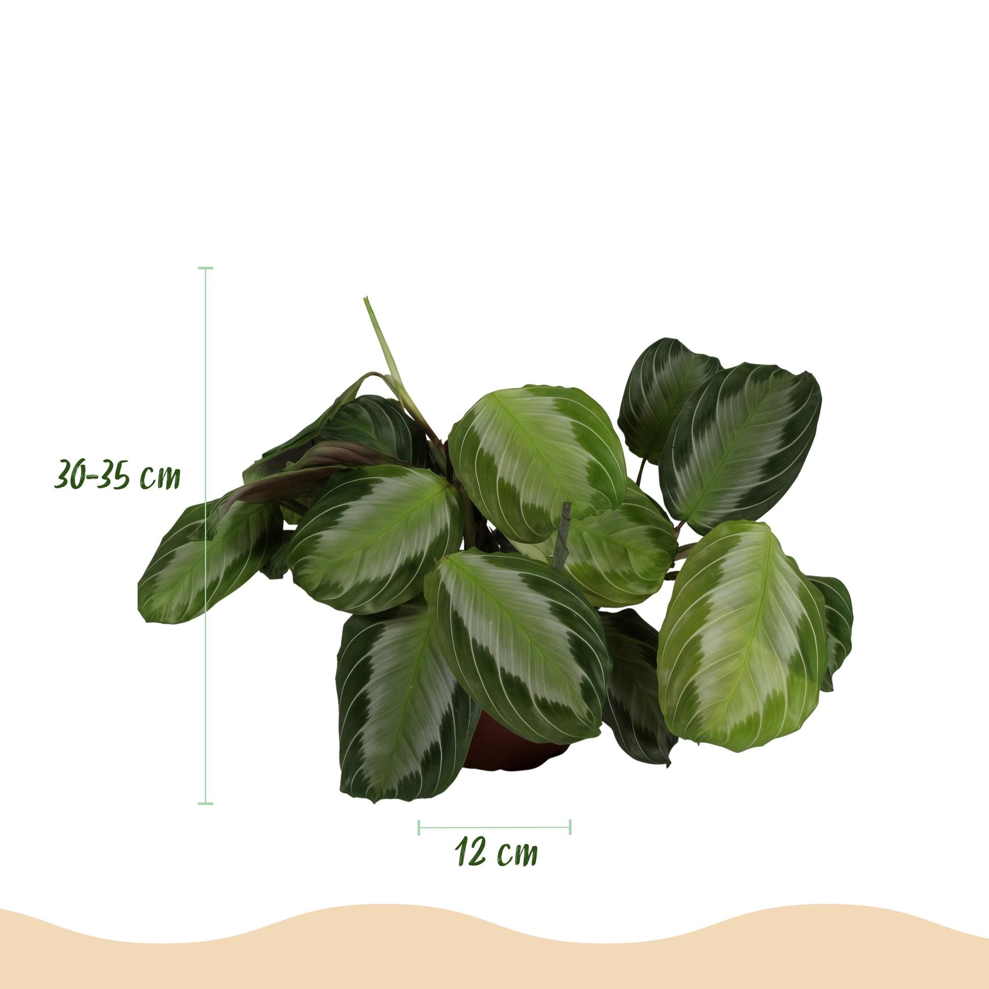 Un Maranta Fascinator Silverband, ou Plante de prière, aux feuilles rayées argentées, dans un pot de culture de 12cm