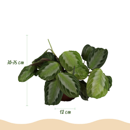 Un Maranta Fascinator Silverband, ou Plante de prière, aux feuilles rayées argentées, dans un pot de culture de 12cm